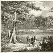 Zeichnung eines Vogelteichs am Rio Sao Francisco, 1817